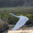Envol de Grande Aigrette